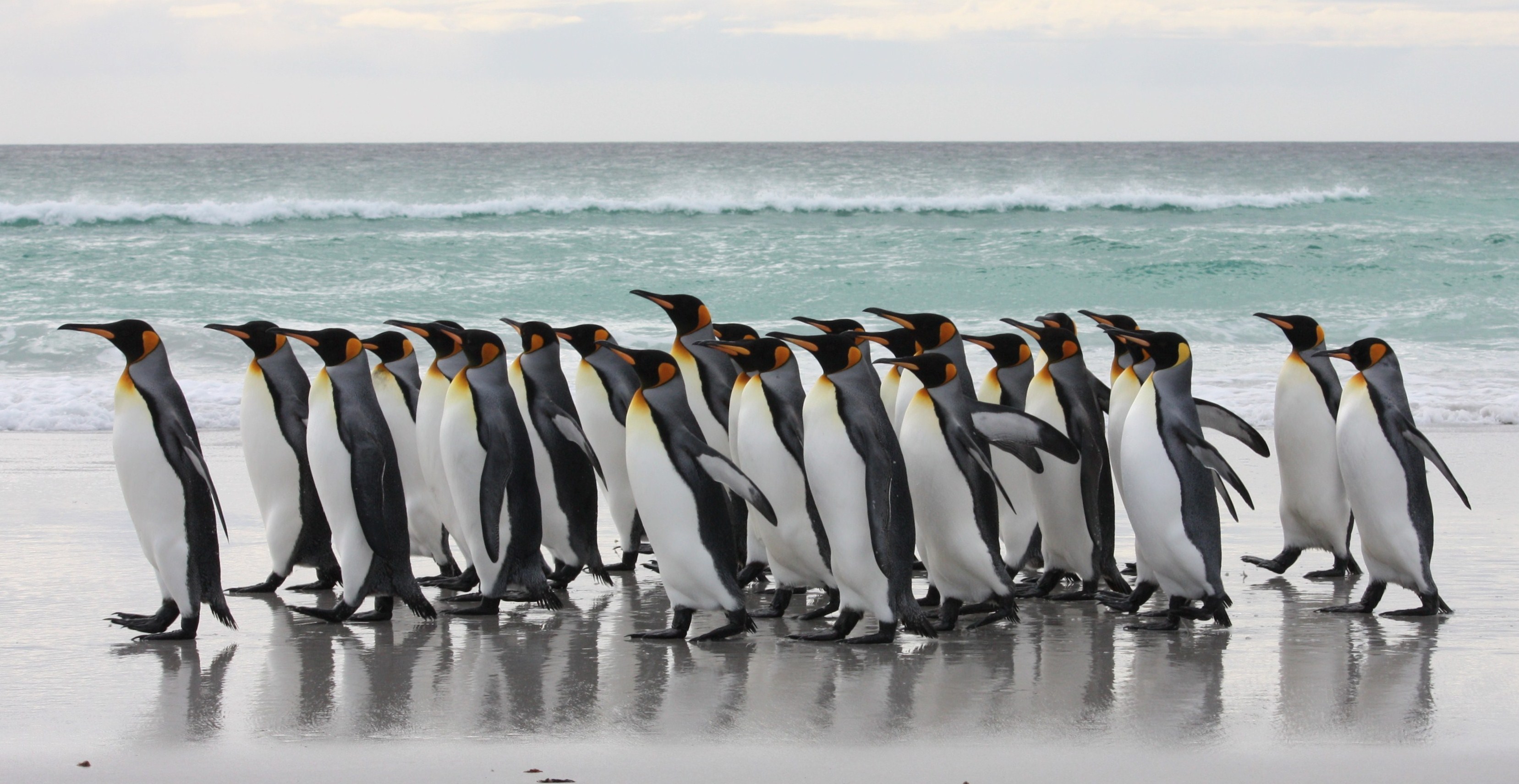 King Penguins on Beach, Falkland Islands