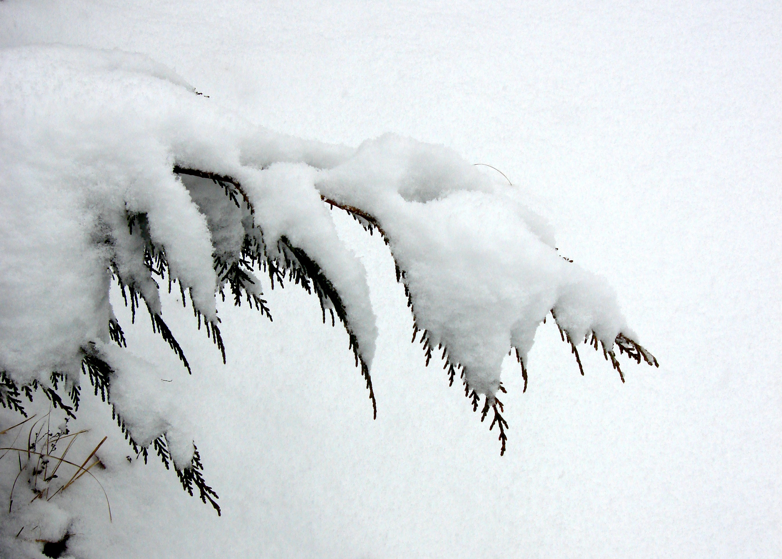 Snow on Evergreen Branch