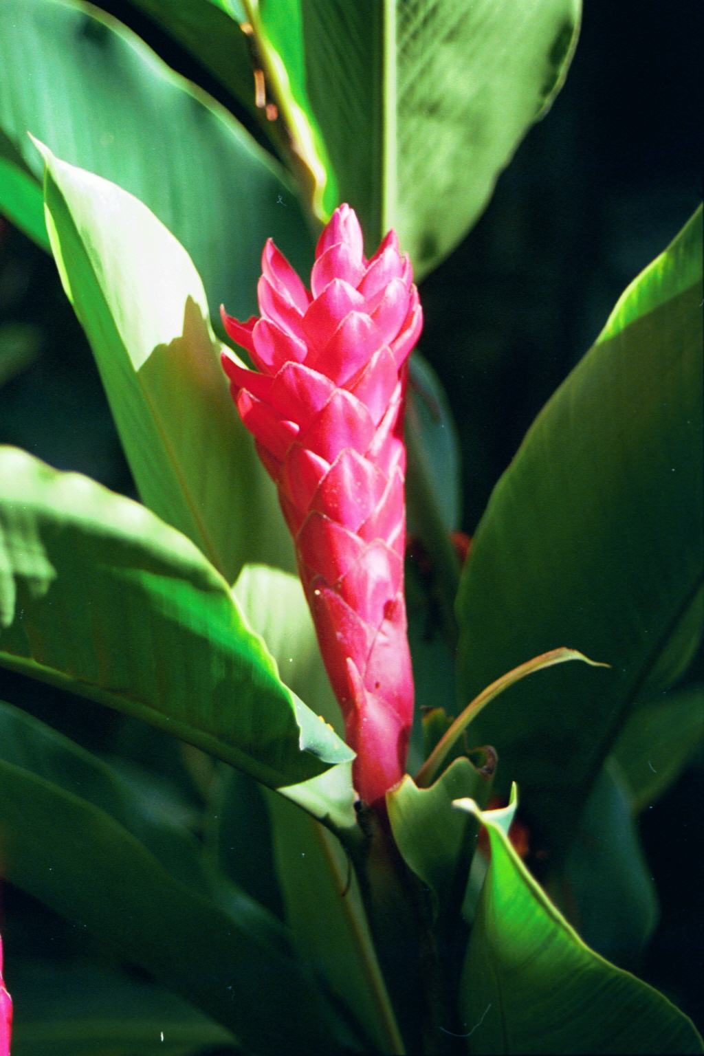 St Lucia Flower
